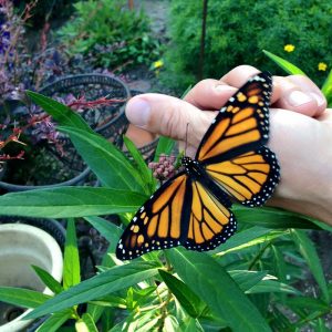 Milkweed For Monarchs