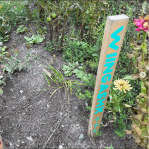 Manidoo Bineshii Dreams