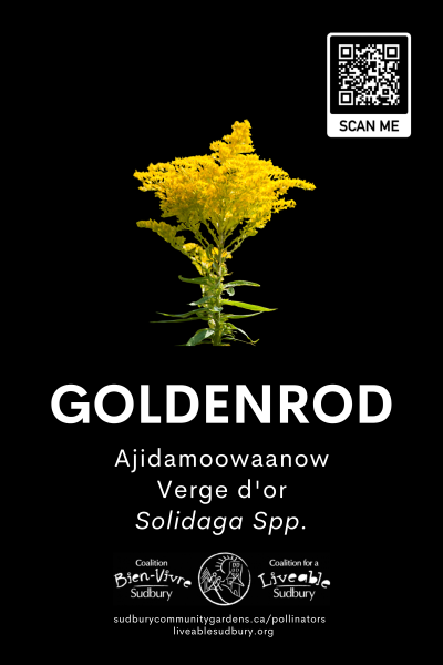 Goldenrod_s