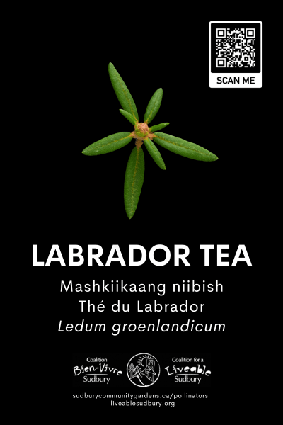 LabradorTea_s
