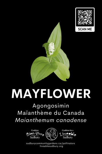 Mayflower_s