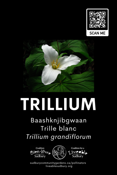 Trillium_s